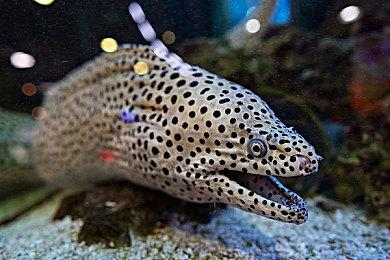 《博德之门3》粉丝组织登录游戏 希望能突破100万大关